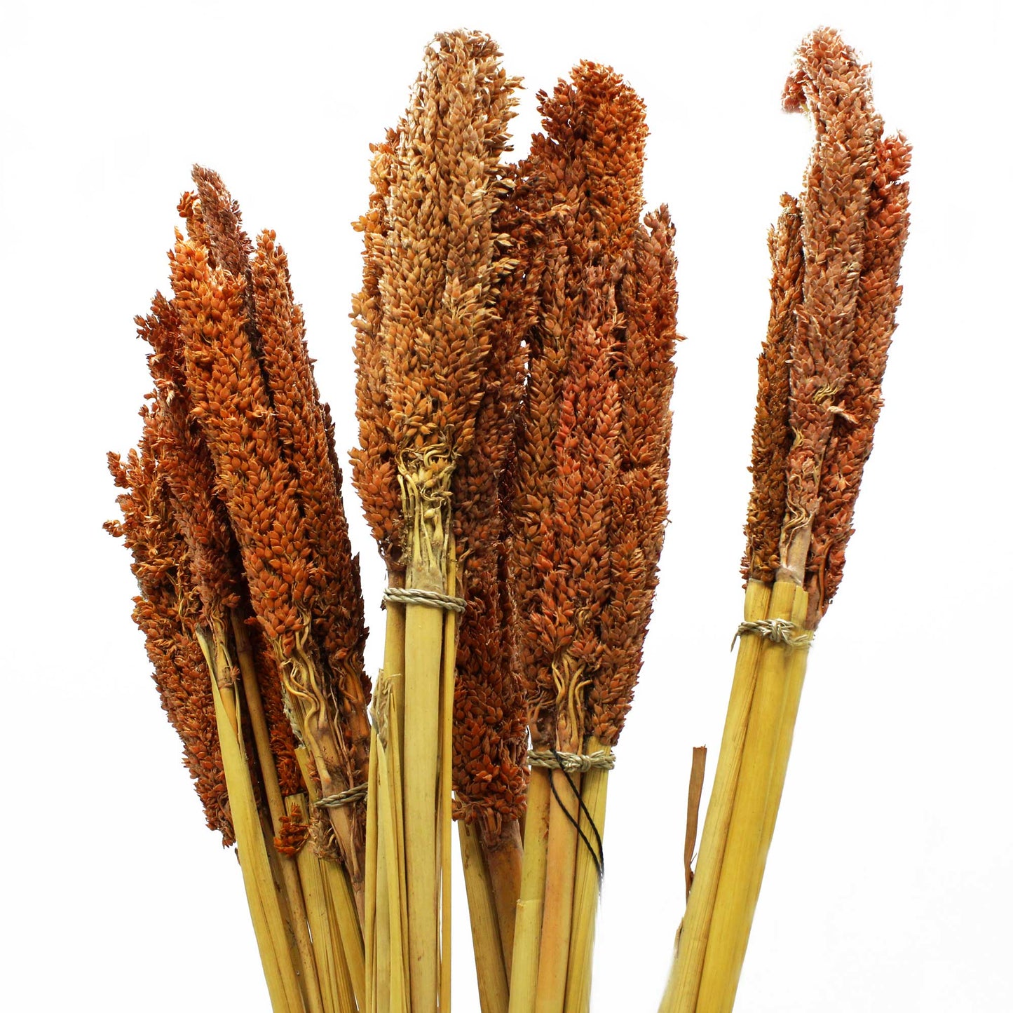 Cantal Grass Bunch - Rust