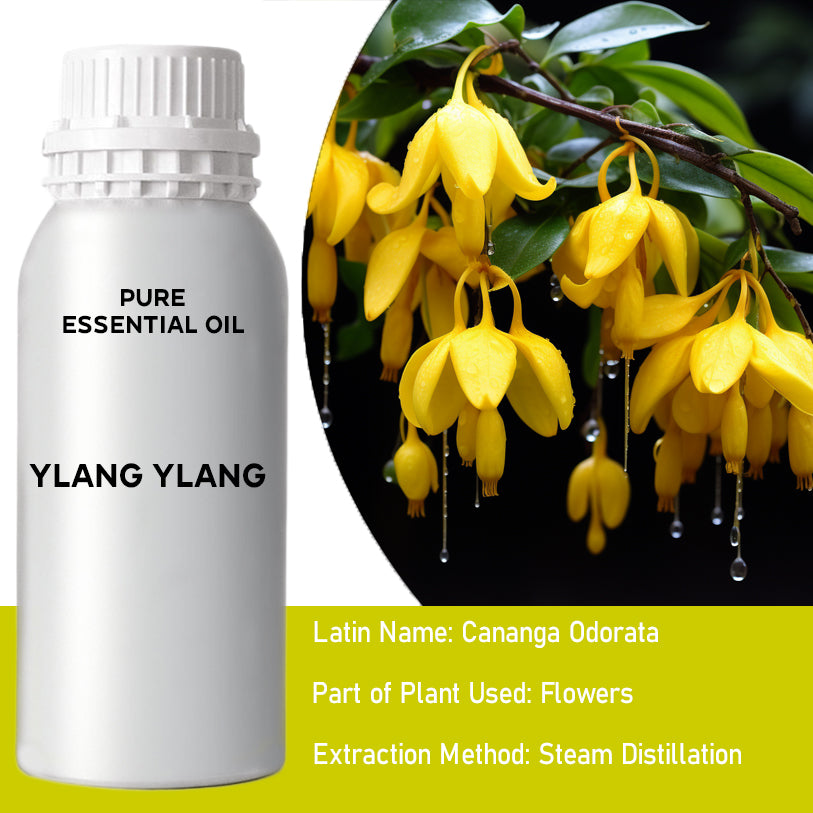 Ylang Ylang 1 0.5Kg