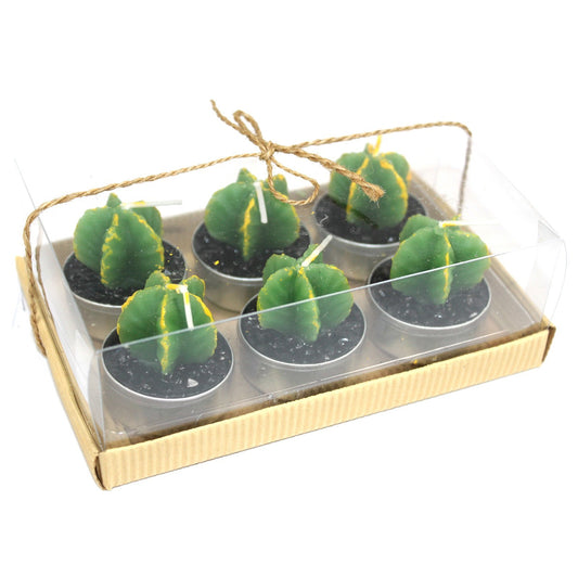 Set of 6 Monks Cactus Tealights in Gift Box