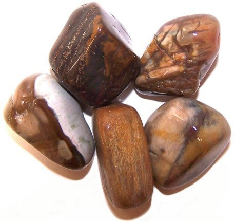 Pack of 24 L Tumble Stone - Petrified Wood L